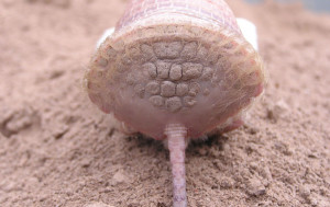Pink Fairy Armadillo - Butt Plate