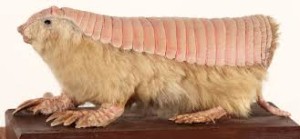 Pink Fairy Armadillo | Crazy Creatures